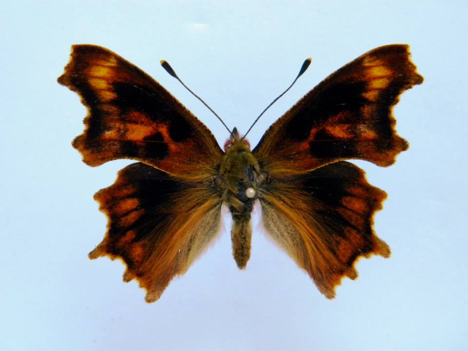 Polygonia c-album (cold shock abb 6) (Internet Image property of respective owner, non-commercial use only)